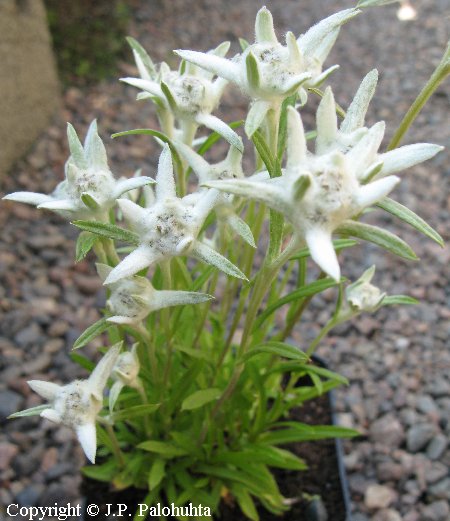  Leontopodium souliei 